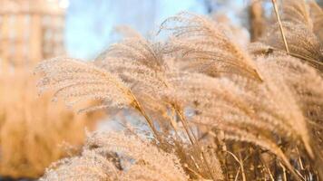 Pampas grass. Cortaderia selloana moving in the wind. Bright and clear scene of plants similar to feather dusters video