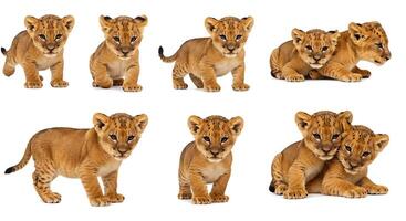 Lion cubs in different poses on a white background photo