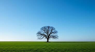 A lone tree in a field photo