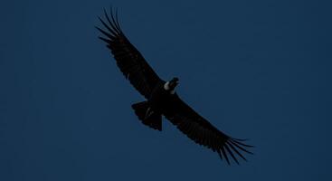 A large bird flying in the sky photo