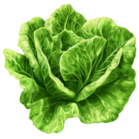 Fresh Butterhead Lettuce Organic and Crunchy png