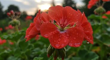 Red geranium with water droplets on it photo
