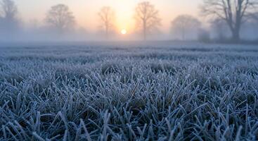 A field of grass covered in frost photo