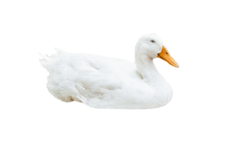 The goose lying isolated png