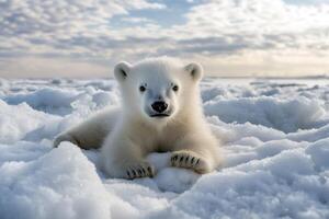 Polar bear cub relaxing on arctic ice in svalbard photo