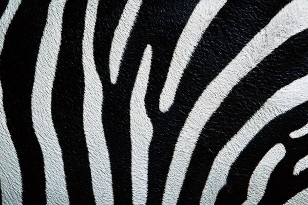Close-up view of vibrant zebra stripes showing unique pattern