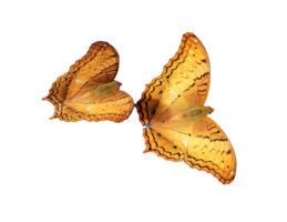 Two vibrant orange butterflies with intricate black patterns gracefully flutter against transparency background png