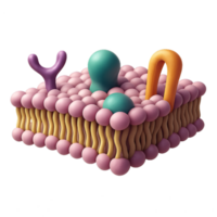 3D Model of Cell Membrane Structure with Distinct Components png