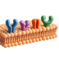 3D Model of a Cell Membrane Showing Structure and Composition png