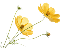 Yellow cosmos flower with green stem and buds isolated on transparency background showing natural beauty and delicate petals png