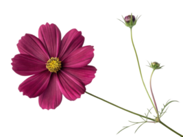 Cosmos flower with deep magenta petals and yellow center blooms beautifully with delicate green stems and buds creating vibrant natural scene png