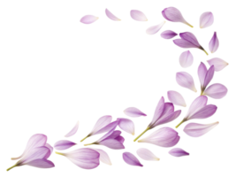 Delicate freesia flower petals gracefully scatter in beautiful swirl, creating serene and calming atmosphere png