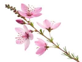 Delicate heather flower branch showcases soft pink petals and slender green leaves, creating serene and beautiful natural display png