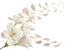 Beautiful white flowers gracefully scatter their delicate petals, creating serene and enchanting scene filled with nature charm png