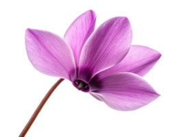 Cyclamen flower with delicate pink petals and slender stem showing natural beauty and elegance in close up view png
