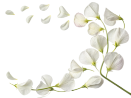 Sweet pea flower gracefully displays its delicate petals, creating beautiful and serene atmosphere png