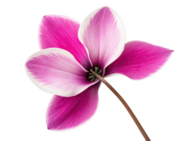 Cyclamen flower with vibrant pink and white petals isolated on transparency background showing delicate natural beauty and elegant floral design png
