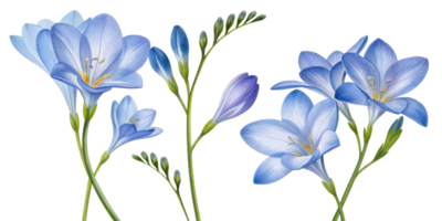 Beautiful freesia flowers bloom in shades of blue, creating serene and elegant atmosphere in any setting png