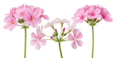 Beautiful verbena flowers bloom in soft pink hues, creating serene and cheerful atmosphere in any garden or floral arrangement png