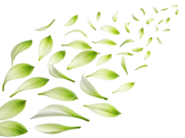 Delicate green and white petals gracefully scatter, creating serene and calming atmosphere, reminiscent of nature beauty png
