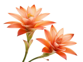 Bromeliad flowers bloom beautifully with vibrant orange petals showcasing their unique structure and charm in stunning display of nature png