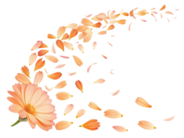 Beautiful calendula flower with delicate petals gracefully falling, creating serene and enchanting scene of nature elegance png
