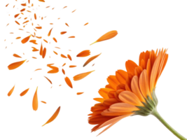 Vibrant calendula flower showcases its beautiful orange petals, some of which are gently falling away, creating stunning visual effect png