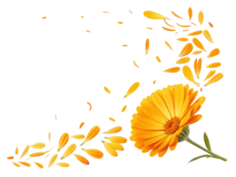 Vibrant calendula flower with bright orange petals is beautifully displayed, surrounded by scattered petals that evoke sense of freshness and joy png