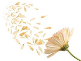 Beautiful calendula flower with delicate petals gracefully falling, creating serene and calming atmosphere png