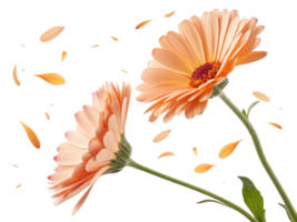 Beautiful calendula flowers in soft peach hues gracefully sway, surrounded by delicate petals that dance in air png