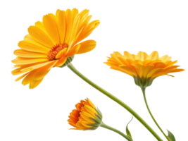 Bright and vibrant calendula flowers showcase their stunning yellow petals in beautiful arrangement that brings joy and warmth to any setting png