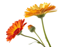 Beautiful calendula flowers in vibrant orange and yellow hues showcase nature artistry, bringing warmth and joy to any setting png