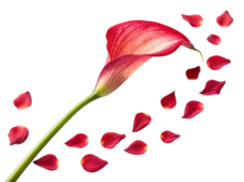 maravilloso calla lirio flor graciosamente muestra sus vibrante pétalos, creando hermosa escena con dispersado pétalos alrededor eso png