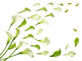 Beautiful calla lilies gracefully cascade, showcasing their elegant petals in stunning display of nature artistry png
