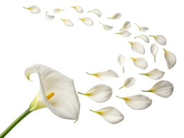 Beautiful calla lily flower gracefully releases its delicate petals, creating stunning visual of nature elegance and charm png