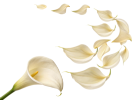 Beautiful calla lily flower gracefully displays its elegant petals, creating serene and calming atmosphere png