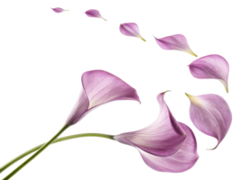 Delicate calla lily flowers gracefully float in air creating serene and beautiful scene. soft purple hues enhance elegance of nature png