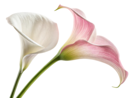 Delicate calla lily flowers in soft white and pink hues create serene and elegant display, perfect for any floral arrangement png