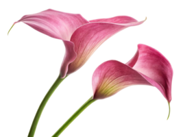 Beautiful calla lilies bloom gracefully, showcasing their elegant petals in shades of pink, creating serene and uplifting atmosphere png