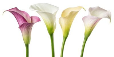 Beautiful calla lilies in various colors showcase their elegant shapes and delicate petals, creating stunning floral display png