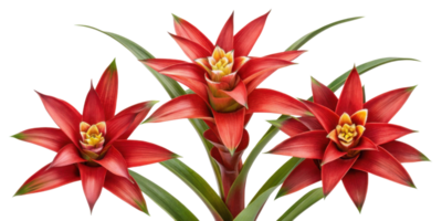 Bromeliad flowers bloom vibrantly showcasing their striking red petals and lush green leaves creating stunning display of nature beauty png