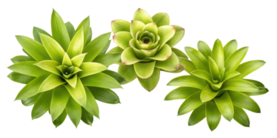 Bromeliad plants showcase vibrant green leaves and unique flower structures, adding beauty to any space with their striking appearance png