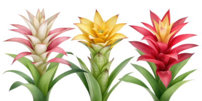 Bromeliad flowers showcase vibrant colors and unique shapes, creating stunning display of nature beauty png