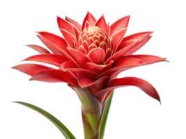 Stunning bromeliad flower showcases vibrant red petals and intricate patterns, creating captivating focal point in any setting png