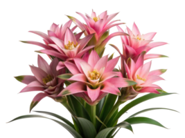 Bromeliad flowers bloom beautifully with vibrant pink petals creating stunning display that brings joy to any space png