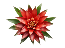 Vibrant bromeliad flower showcases stunning red petals surrounded by lush green leaves, creating captivating natural display png