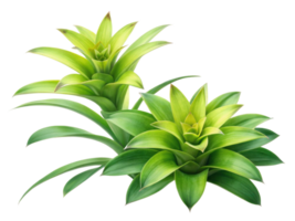 Bromeliad flowers showcase vibrant green leaves and striking shapes, adding beauty to any space with their unique charm and elegance png