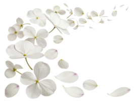 Delicate impatiens flowers gracefully scatter, creating serene and beautiful display of nature elegance png