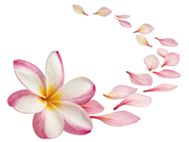 Beautiful plumeria flower with delicate pink and white petals gracefully arranged in swirling pattern evokes sense of tranquility and elegance png