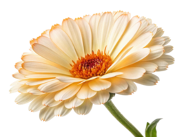 Beautiful calendula flower with soft peach petals and vibrant center radiates warmth and charm in any garden setting png